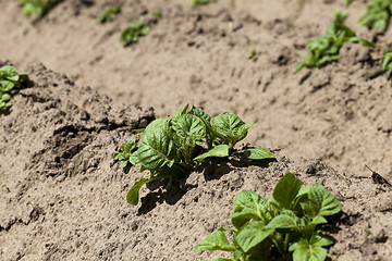 Image showing Field with potato