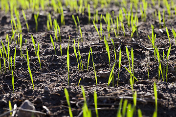 Image showing agriculture cereal, close up