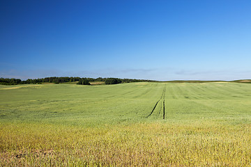 Image showing Field with cereal