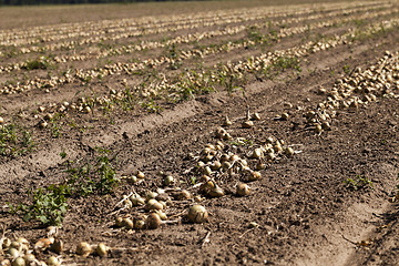 Image showing Harvesting onion field