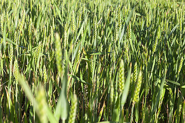 Image showing Field with cereal