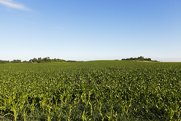 Image showing Green corn field