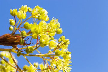 Image showing flowering maple tree