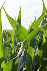 Image showing Field with corn