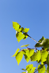 Image showing young birch leaves