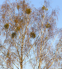Image showing young birch leaves