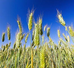 Image showing Field with cereal