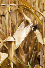 Image showing ripe corn, autumn