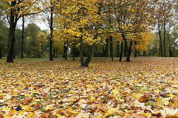 Image showing Park in the fall