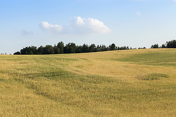 Image showing Field with cereal