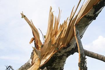 Image showing broken birch trees