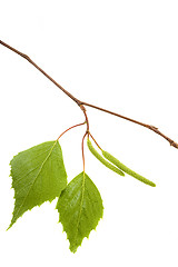 Image showing birch leaves on a white background