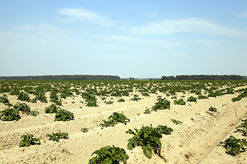 Image showing Agriculture, potato field