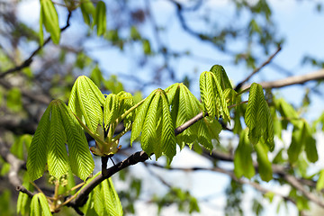 Image showing green leaves of chestnut