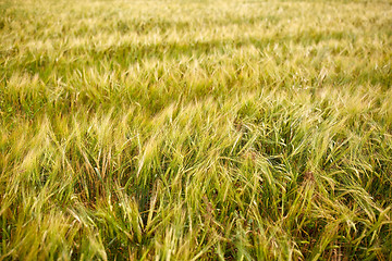 Image showing cereal field with spikelets of ripe rye or wheat