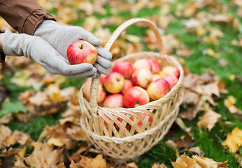 Image showing woman with basket of apples at autumn garden