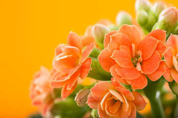 Image showing  flowers of Kalanchoe. on a orange background.