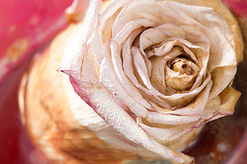 Image showing dried roses with background closeup