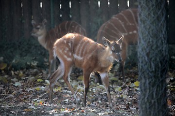 Image showing Sitatunga, Tragelaphus spekii