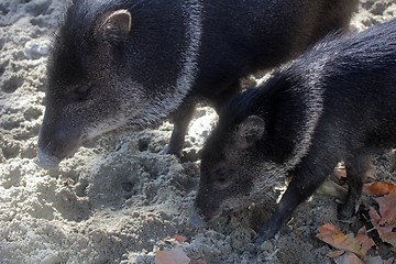 Image showing Javelina or collared peccary