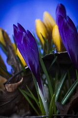 Image showing crocus