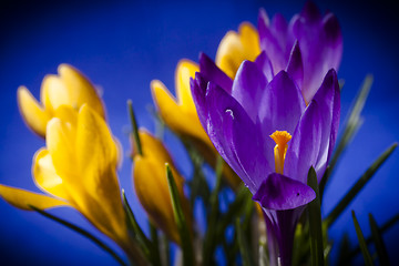 Image showing crocus