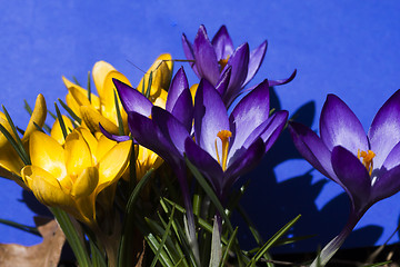 Image showing crocus