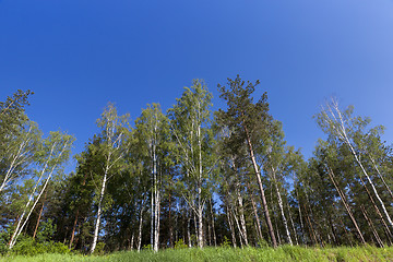 Image showing pine trees in the forest