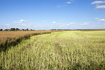 Image showing harvesting of rape