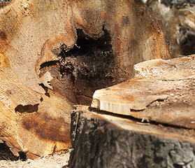 Image showing old tree trunk