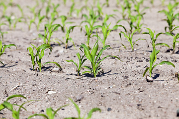 Image showing young sprout of corn