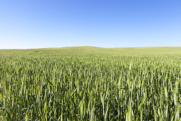 Image showing Field with cereal