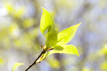 Image showing linden leaves, spring