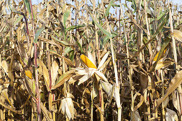 Image showing Ripe yellow corn