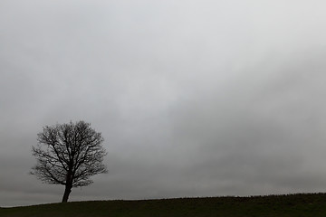 Image showing trees at dusk