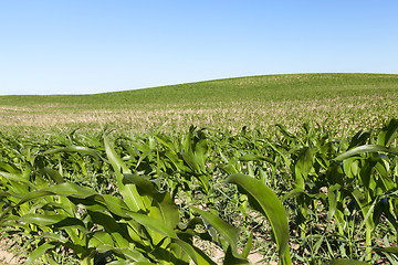 Image showing Field of green corn