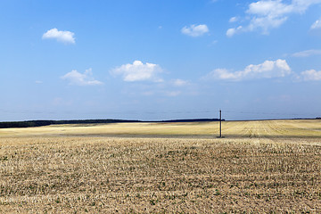 Image showing farm field cereals