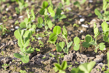 Image showing young green peas