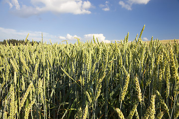 Image showing Field with cereal