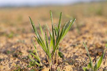 Image showing young grass plants, close-up