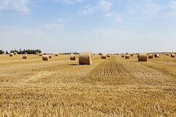 Image showing cereal harvest field