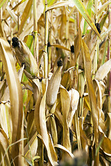 Image showing ripe corn, autumn