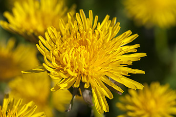 Image showing yellow dandelions in spring