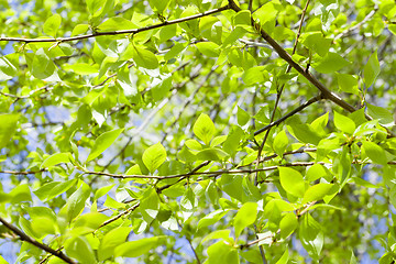 Image showing linden leaves, spring