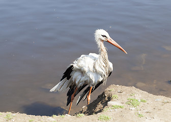 Image showing Stork without wing