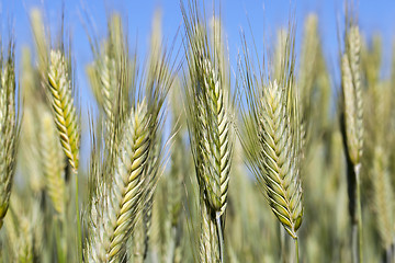 Image showing Field with cereal