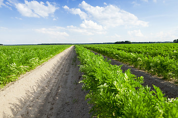 Image showing Field with carrot