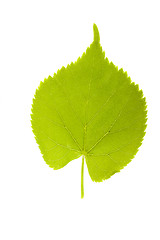 Image showing birch leaves on a white background
