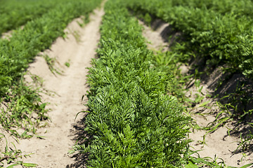 Image showing green carrot field