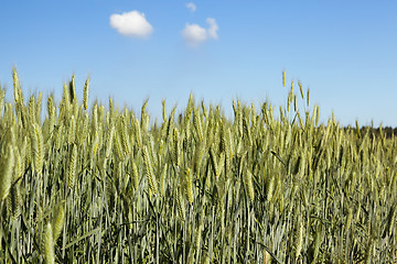 Image showing Field with cereal